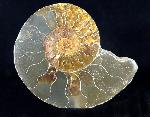 Cleoniceras (Grycia) besairiei COLLIGNON 1949 - Bild © FossNet FossilienStore